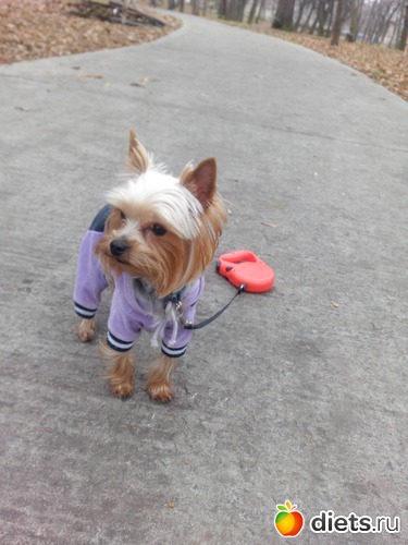 2 фото: Чипсик