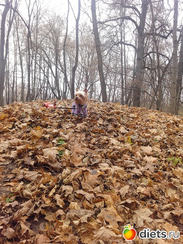 4 фото: Чипсик