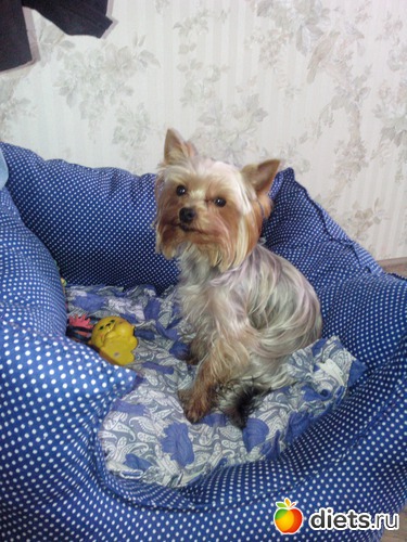 место великовато, но зато сделано своими руками), альбом: Чипсик