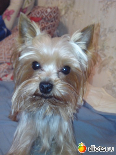 6 фото: Чипсик