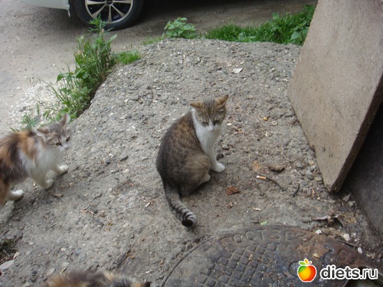 3 ����: ��� ��������� �����.