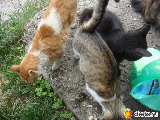 5 ����: ��� ��������� �����.