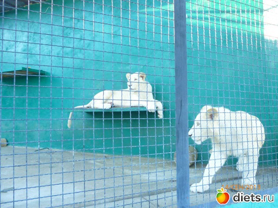 5 ����: ���� ����� "������"