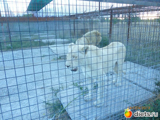 9 ����: ���� ����� "������"