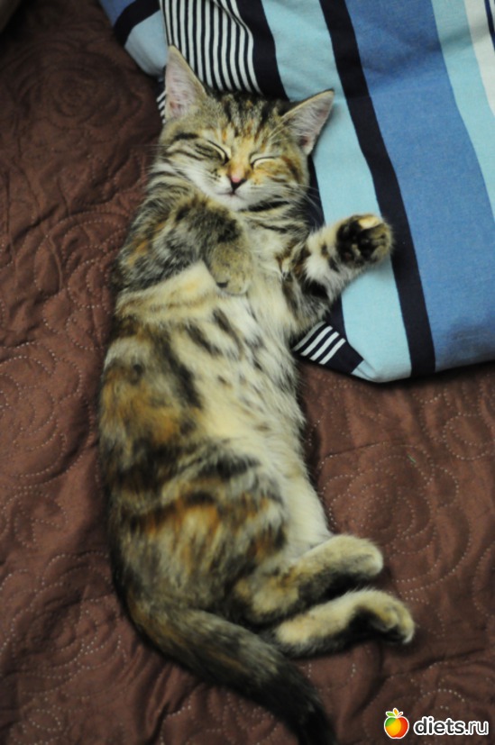 ������, ������: ����