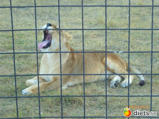 11 ����: ���� ����� "������"