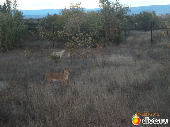 13 ����: ���� ����� "������"