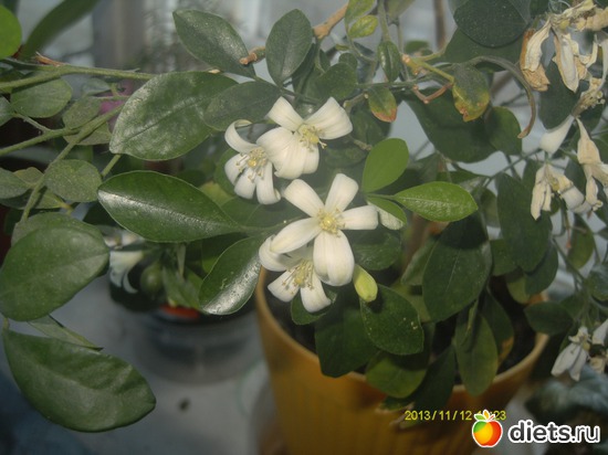 ����� �������., ������: ��� �����.