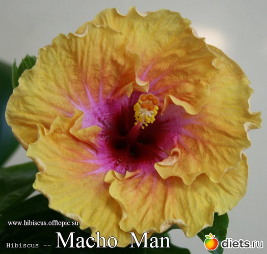 083 - Macho Man, : My Gibiskus Gallery - 2O13