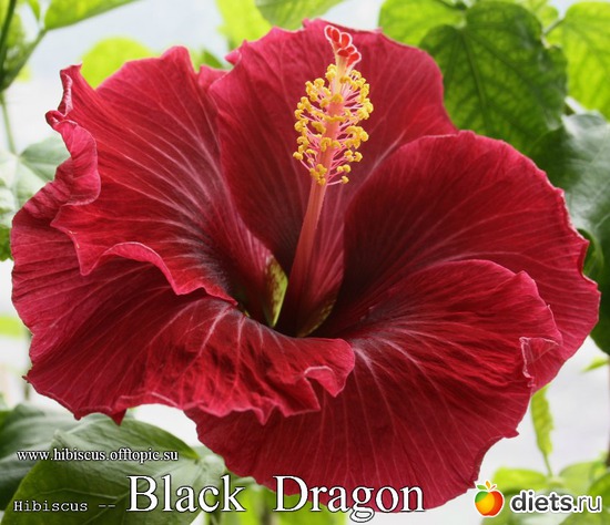 084 - Black Dragon, альбом: My Gibiskus Gallery - 2O13