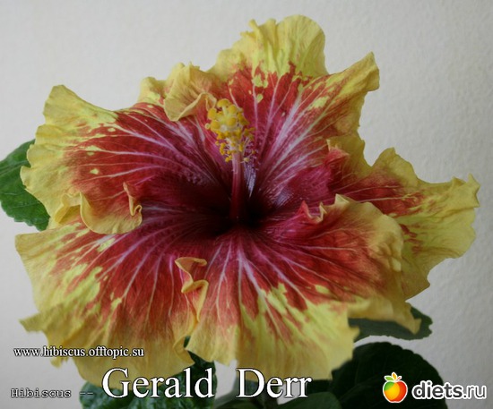 085 - Gerald Derr, : My Gibiskus Gallery - 2O13