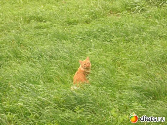 2 ����: ����