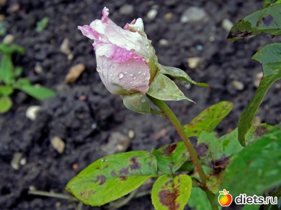 осенний бутон, альбом: Портрет