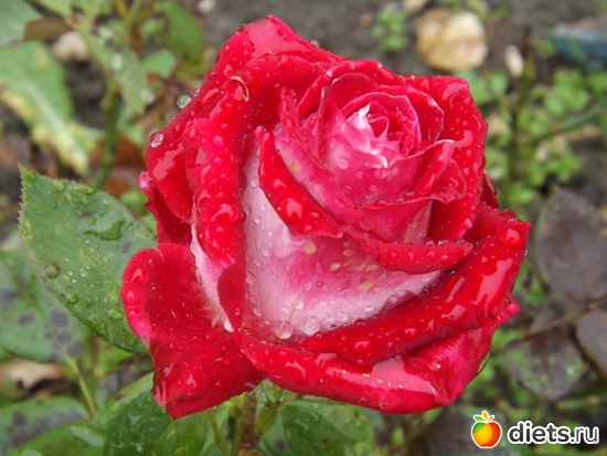 после дождя, альбом: Портрет