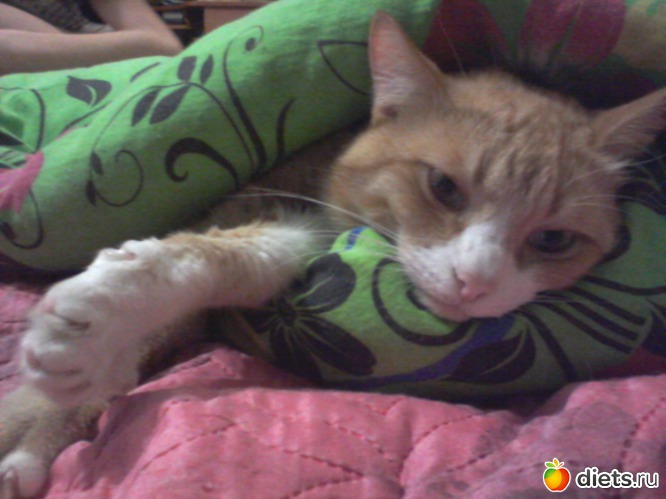 5 фото: моя живность