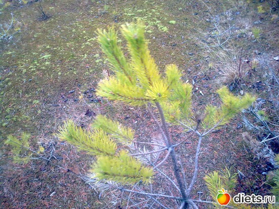 5 ����: ����������