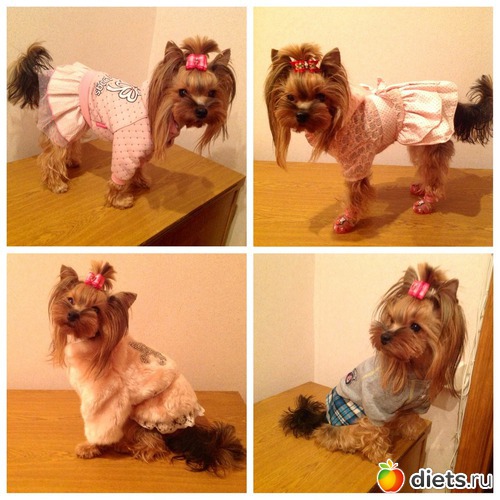 12 ����: ������