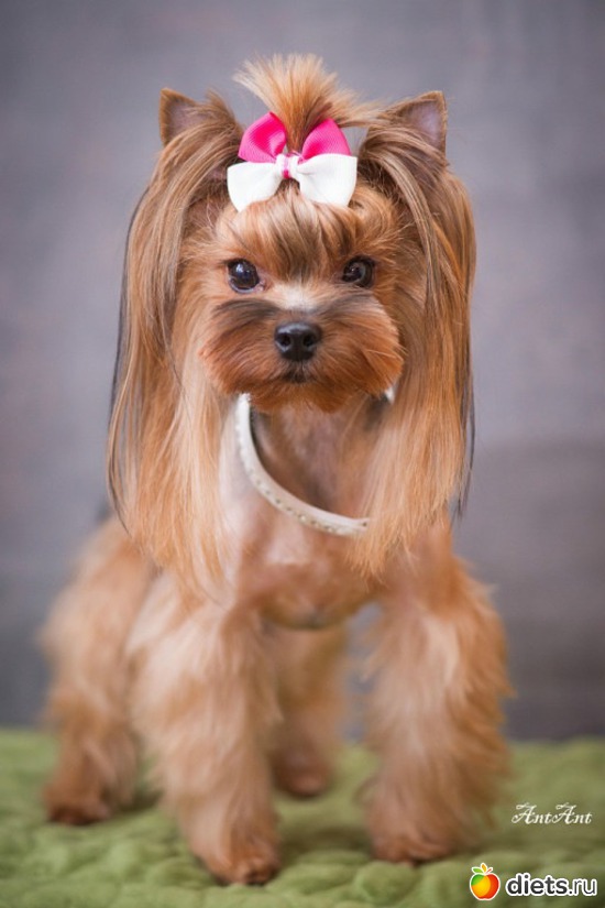 13 ����: ������