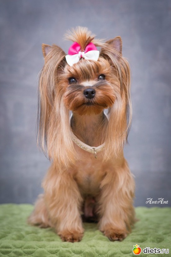 14 ����: ������