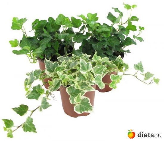 34 фото: картинки