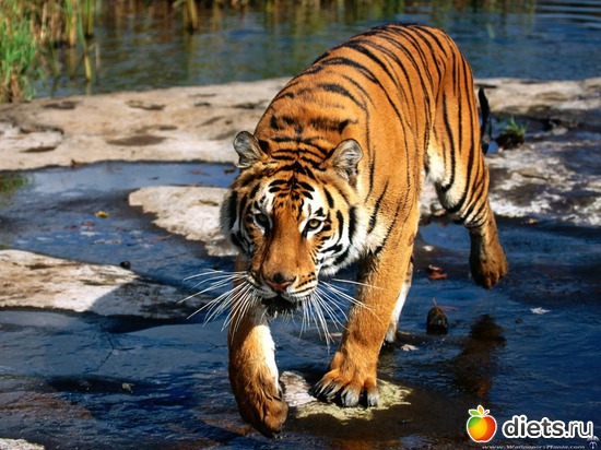 28 ����: �����