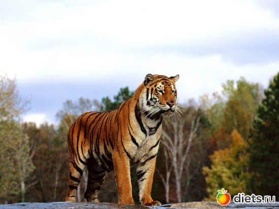 31 ����: �����