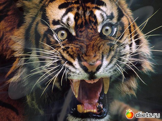 32 ����: �����