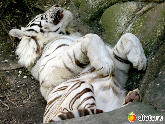 33 ����: �����