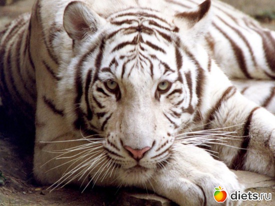 34 ����: �����