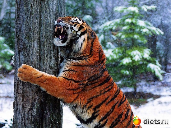 35 ����: �����