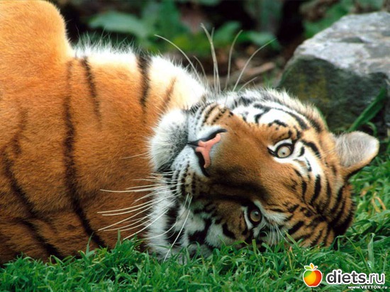 1 ����: �����