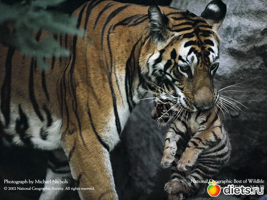 2 ����: �����