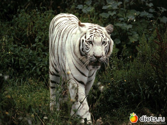 3 ����: �����