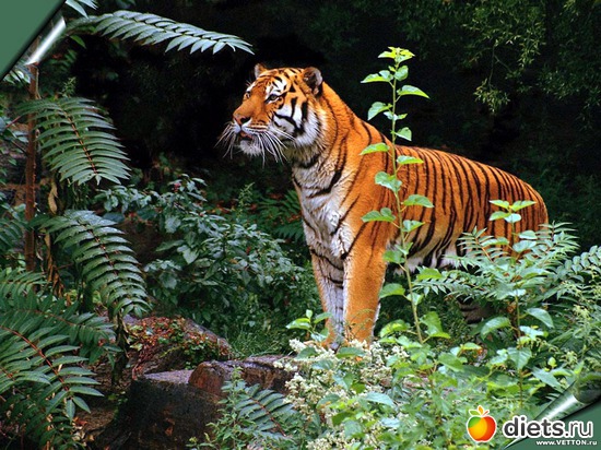 4 ����: �����