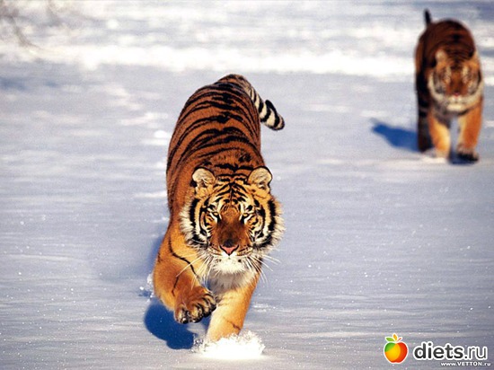 5 ����: �����