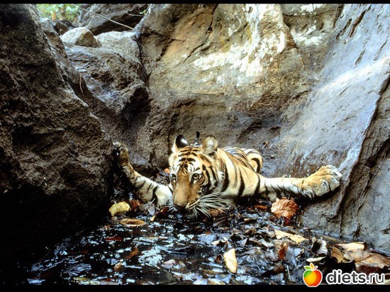 10 ����: �����