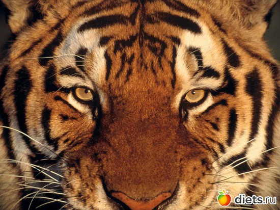 11 ����: �����