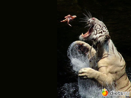 12 ����: �����