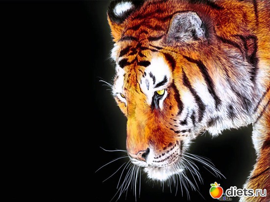 13 ����: �����