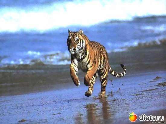 14 ����: �����