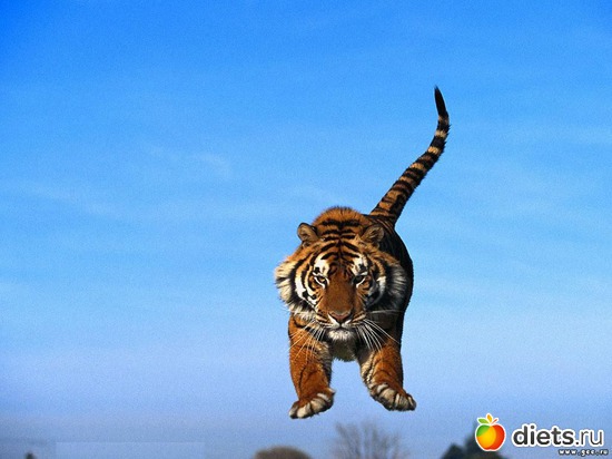 15 ����: �����