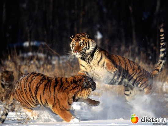 17 ����: �����