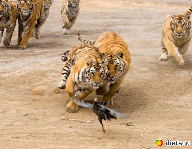 18 ����: �����