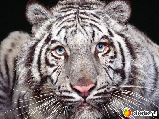 22 ����: �����