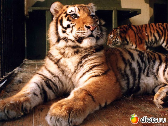 27 ����: �����