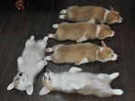 Учусь рисовать красками... вот первые результаты...