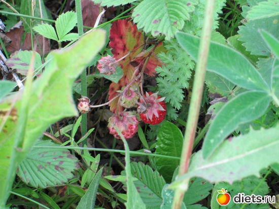 ������, ������: ��� ����