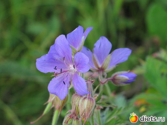 ������, ������: ��� ����