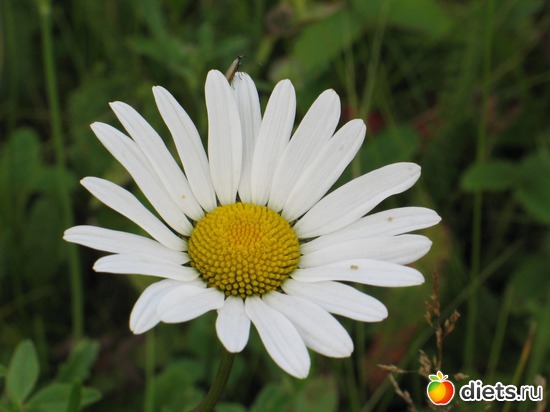 �������, ������: ��� ����