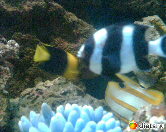 1 ����: �����